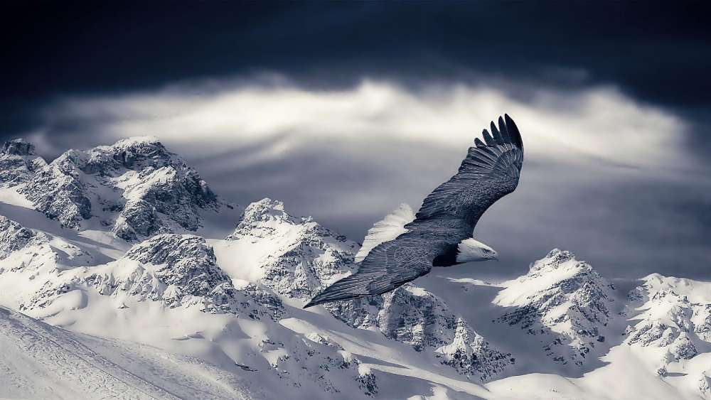Majestic Eagle Soaring Over Snowy Peaks wallpaper
