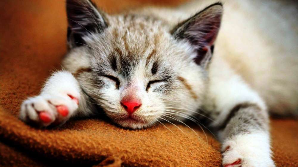 Peaceful Slumber of a Cute Kitten wallpaper