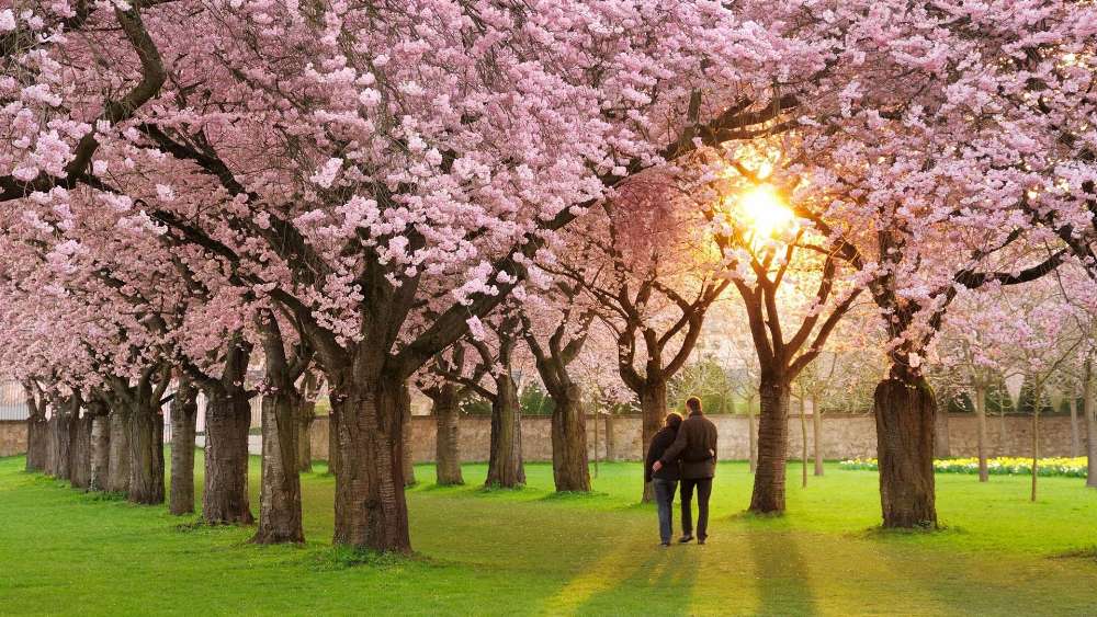 Cherry Blossom Romance wallpaper