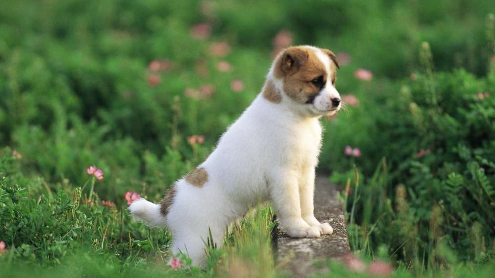 Adorable Puppy in a Meadow wallpaper