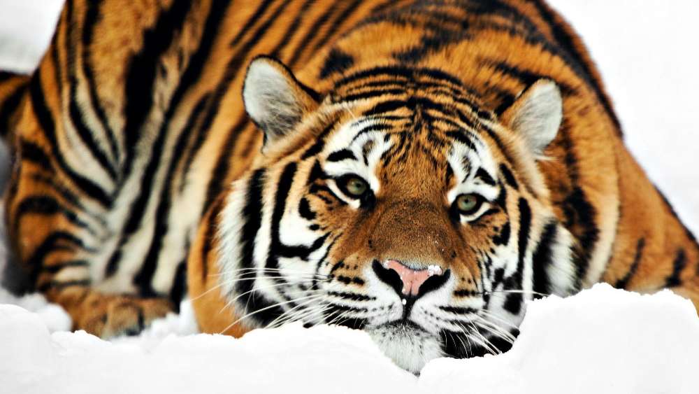 Majestic Tiger in a Winter Wonderland wallpaper
