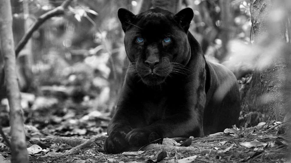 Black panther with blue eyes - Monochrome photography wallpaper