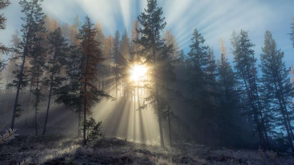 Winter's Dawn Radiance in the Forest wallpaper