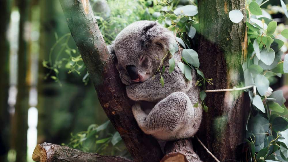 Sleeping Koala wallpaper