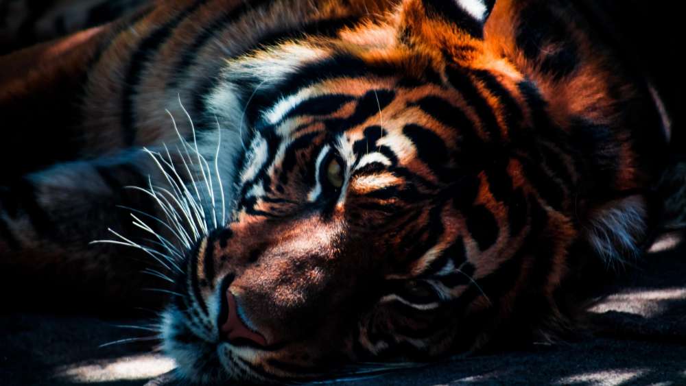 Majestic Tiger in Restful Splendor wallpaper