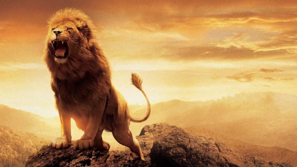 Majestic Lion Roaring at Sunset wallpaper