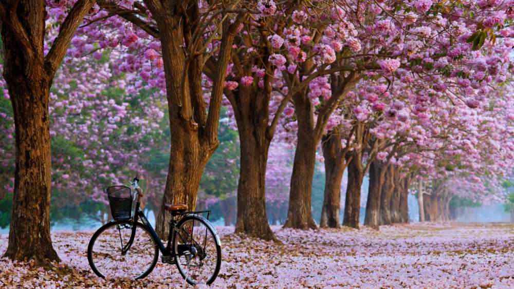 Springtime Bloom Bicycle Ride wallpaper