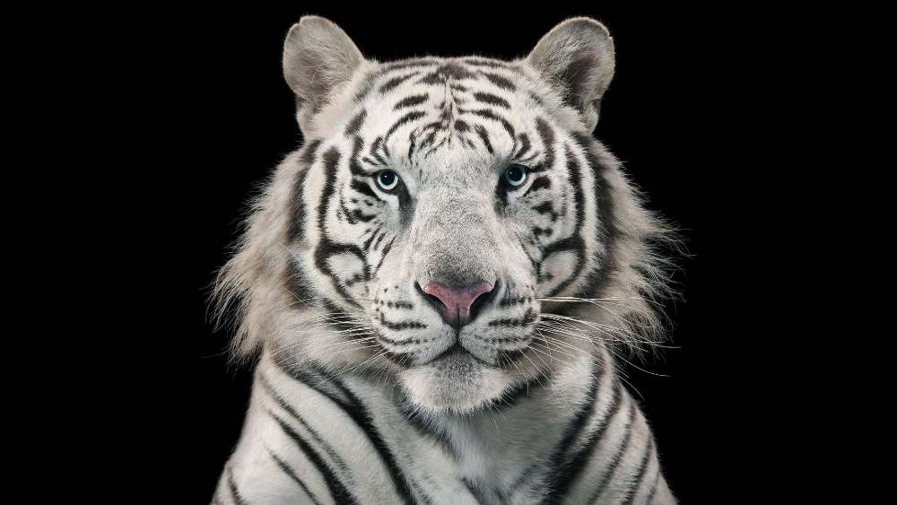 Majestic White Tiger Gaze wallpaper