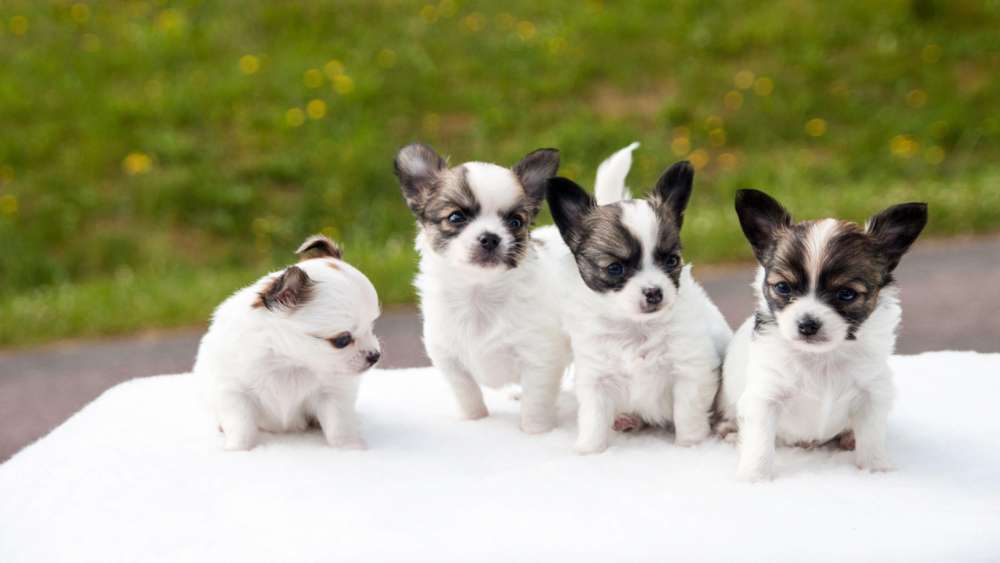 Playful Puppies Pose on Soft White Blanket wallpaper