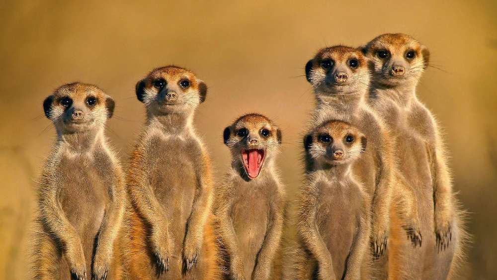 Curious Meerkats in the Desert wallpaper