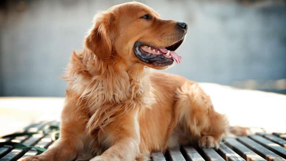 Golden Retriever Relaxing Outdoors wallpaper