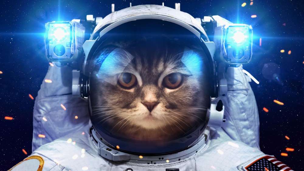 Cosmic Cat Conquers the Galaxy wallpaper