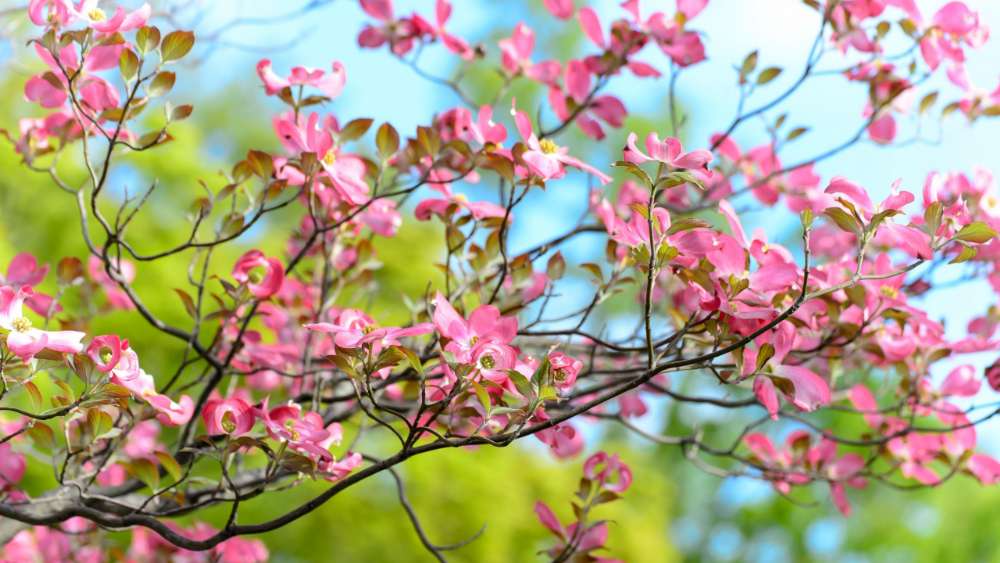 Spring Blossoms in Bloom wallpaper