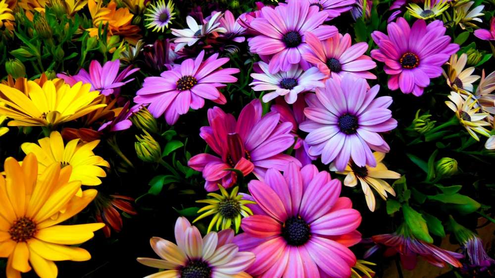 Colorful flowers wallpaper