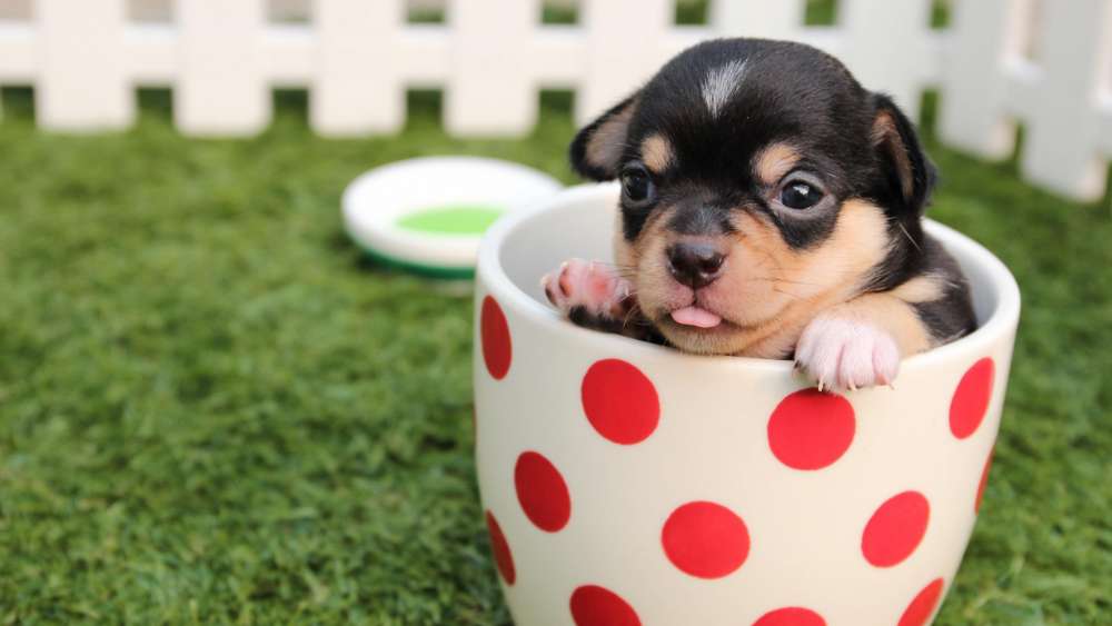 Adorable Puppy in a Polka Dot Cup wallpaper