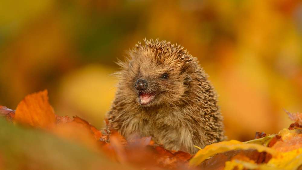 Hedgehog in the leaf litter wallpaper