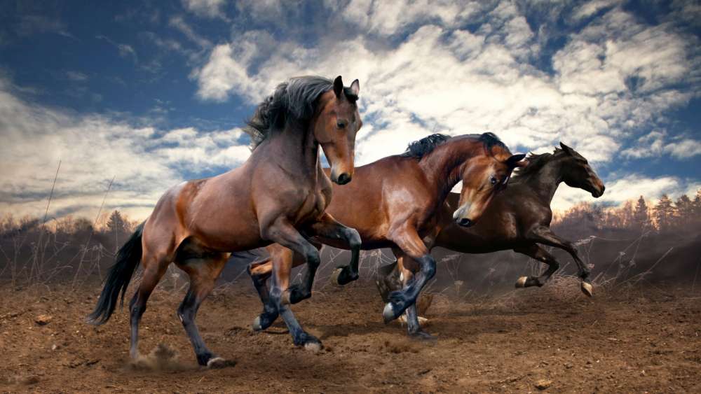 Majestic Horses Galloping in the Wild wallpaper