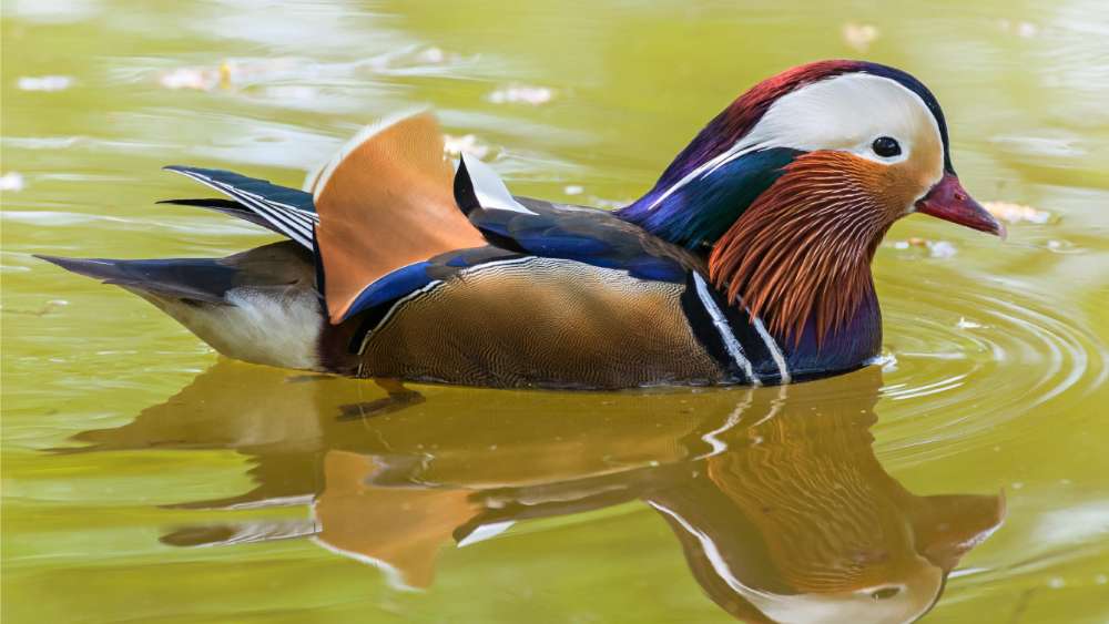 Mandarin Duck on Serene Waters wallpaper