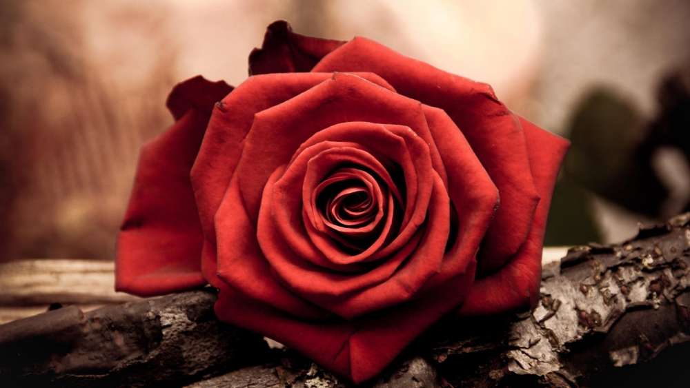 Elegant Red Rose in Soft Focus wallpaper
