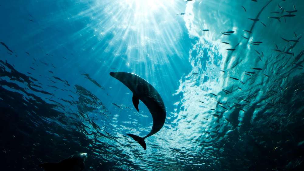 Dolphin Dance Beneath Ocean Rays wallpaper