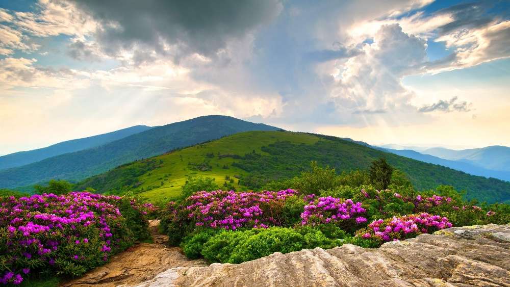 Blooming Hillside under Majestic Clouds wallpaper