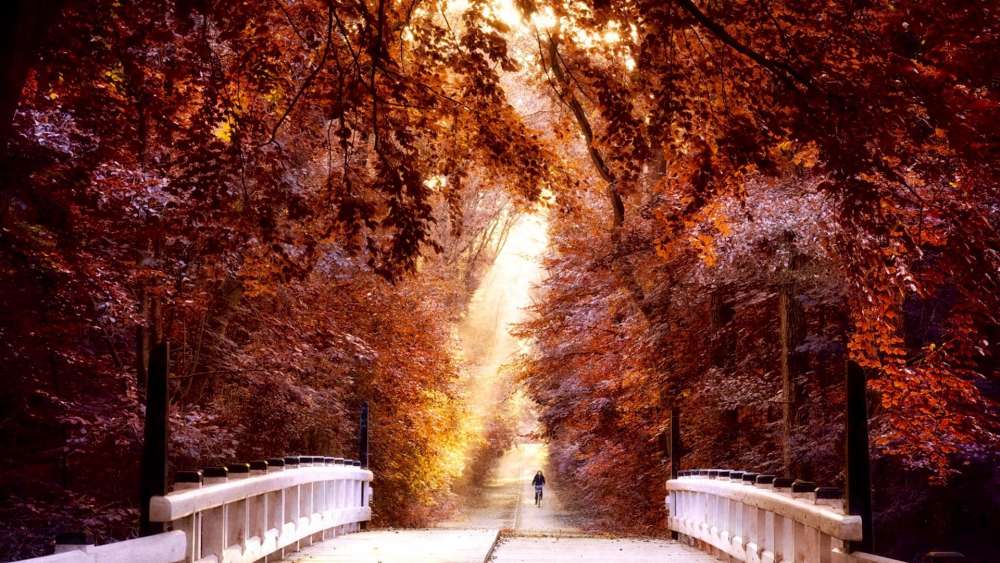 Autumn's Embrace on a Forest Bridge wallpaper