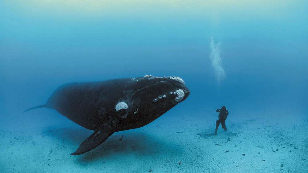 Majestic Underwater Encounter with a Giant Whale wallpaper