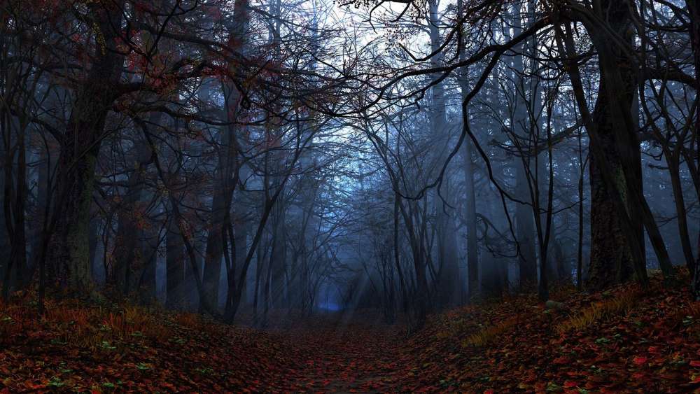 Twilight Enchantment in the Forest wallpaper