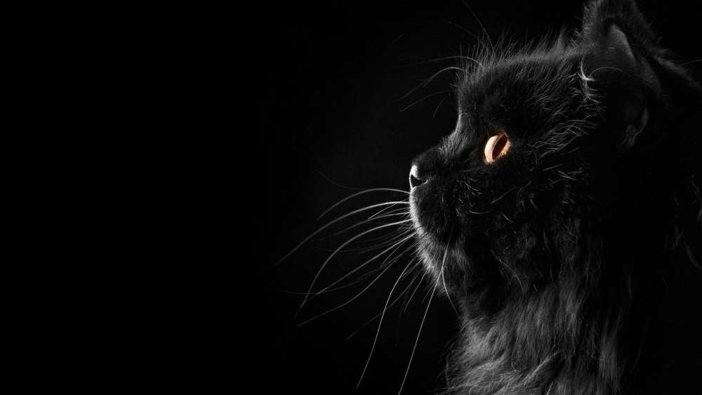 Majestic Black Cat in Profile wallpaper