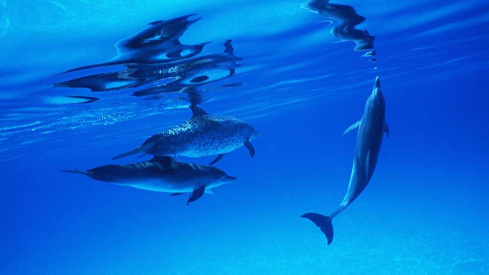 Dolphins Dancing Beneath the Waves wallpaper