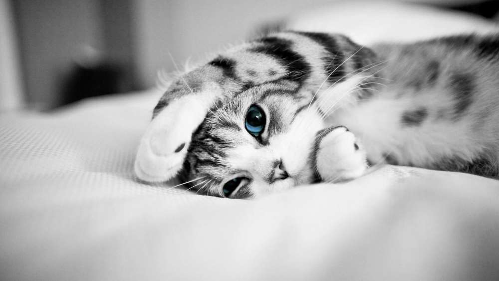 Blue eyed cat - Monochrome photography wallpaper