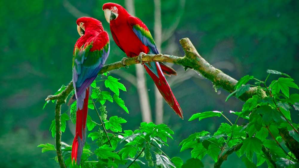 Colorful parrot birds on the tree wallpaper