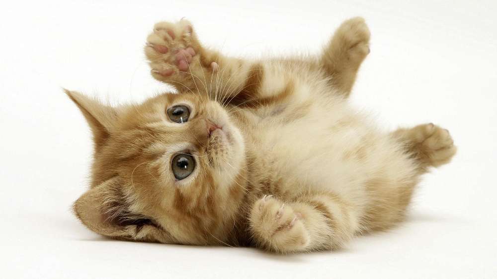 Playful Kitten Delight wallpaper