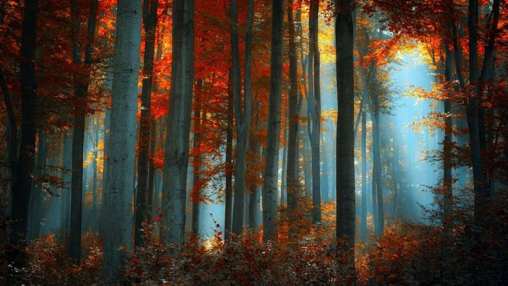 Autumn Serenity in a Sunlit Forest wallpaper