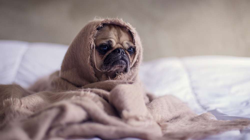 Pug Wrapped in Coziness wallpaper