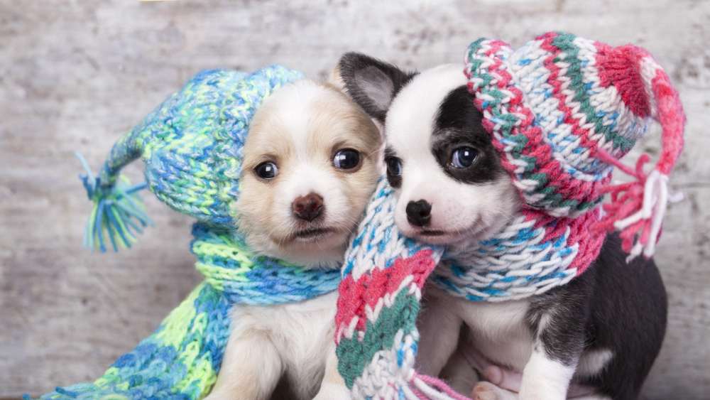 Puppy Pals in Cozy Winter Attire wallpaper