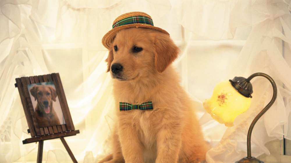 Elegant Golden Retriever Puppy in Dapper Attire wallpaper