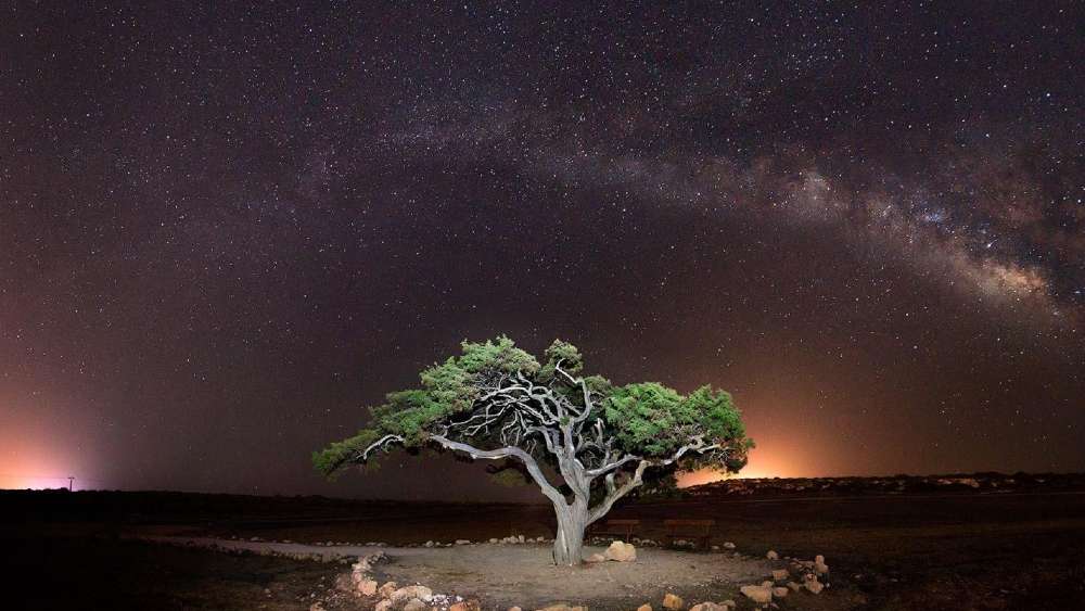 Starry Night Serenade Under Solitary Tree wallpaper