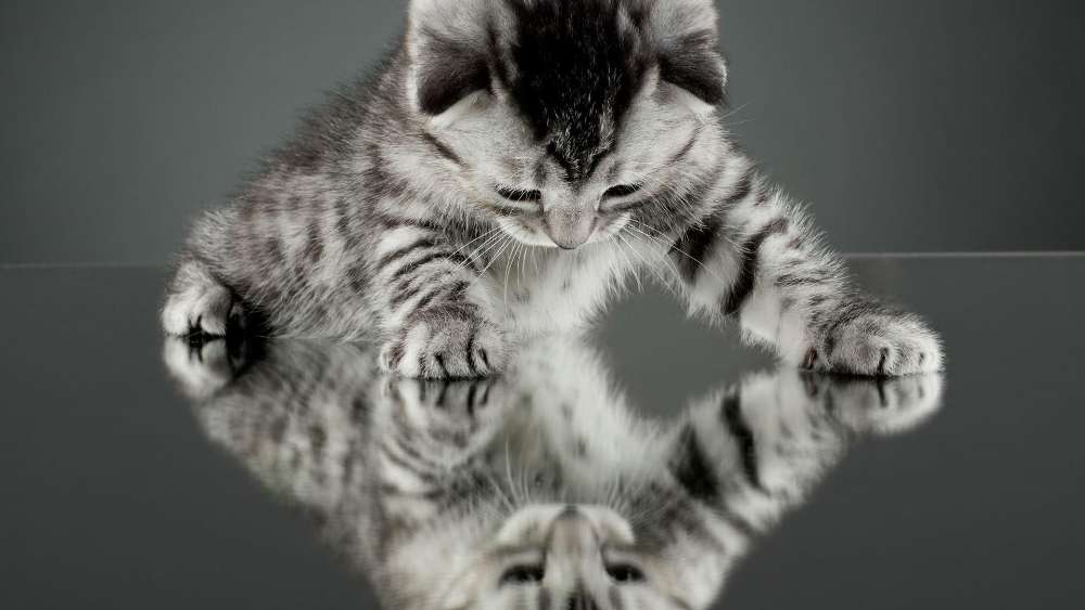 Curious Kitten Meets Its Reflection wallpaper