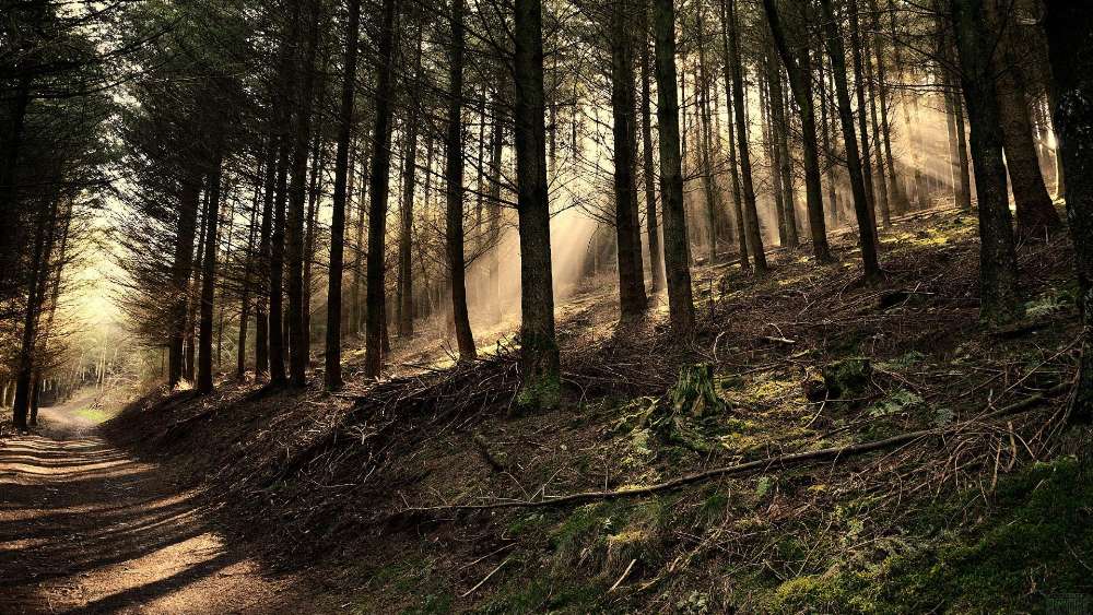 Pathway Through a Sunlit Pine Forest wallpaper