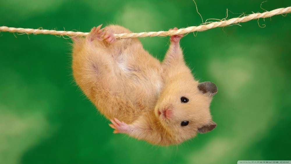 Hanging in There Hamster Fun wallpaper