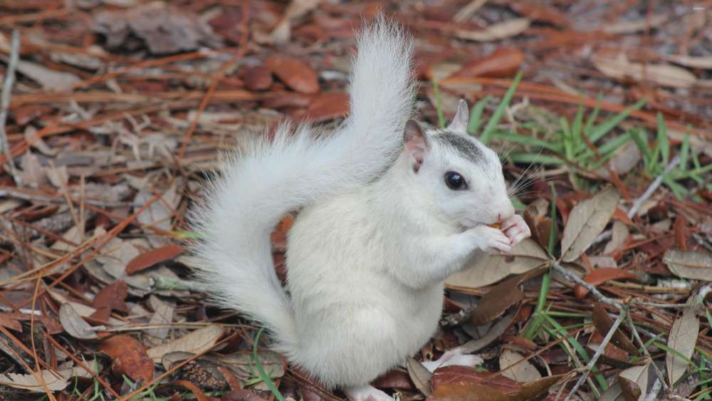 Adorable White Squirrel in Nature wallpaper