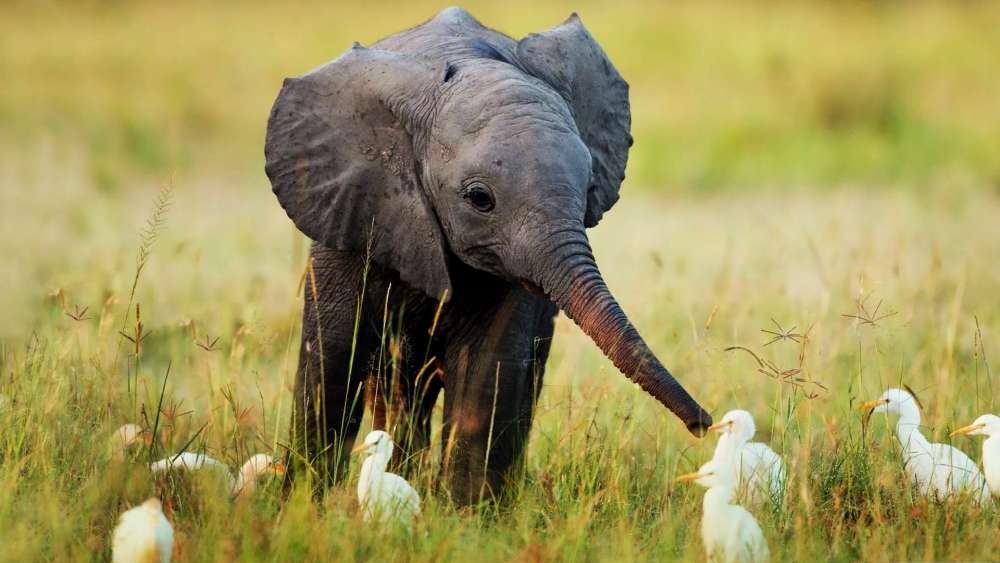 Baby Elephant Playtime with Feathered Friends wallpaper