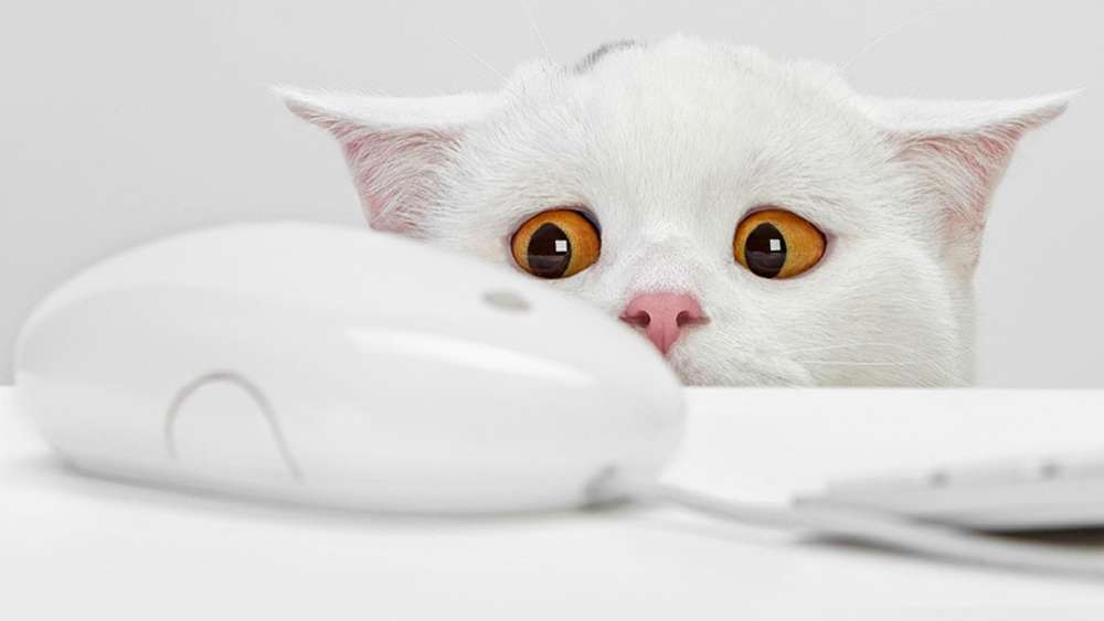 White Cat Amused by Computer Mouse Surprise wallpaper