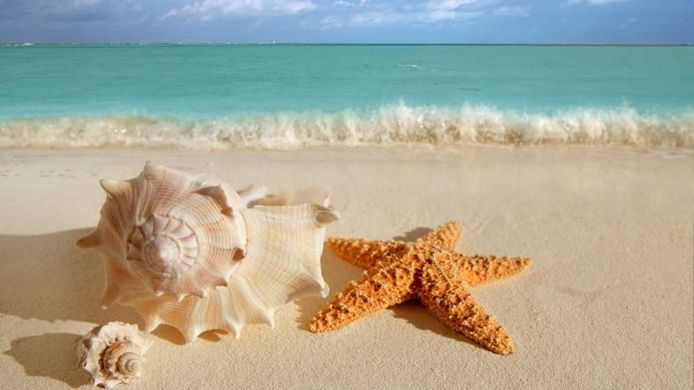 Snail shell and starfish on the sandy beach wallpaper