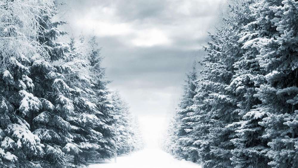 Winter Wonderland Pathway through Snowy Pines wallpaper