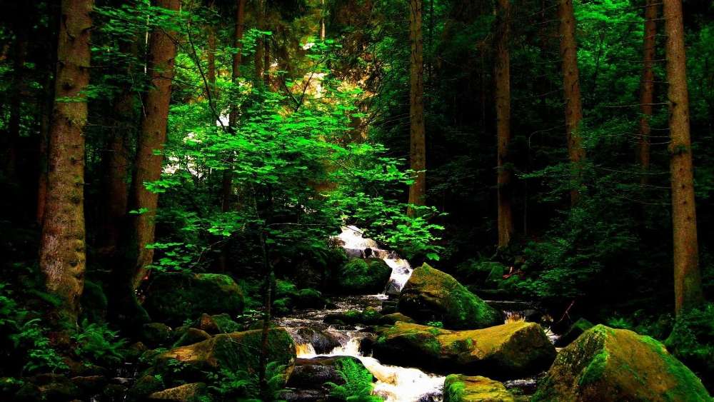 Serene Forest Stream with Lush Greenery wallpaper