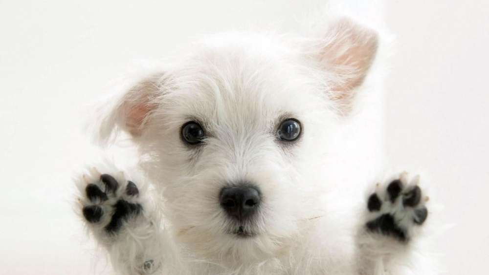 Adorable White Puppy Gaze wallpaper