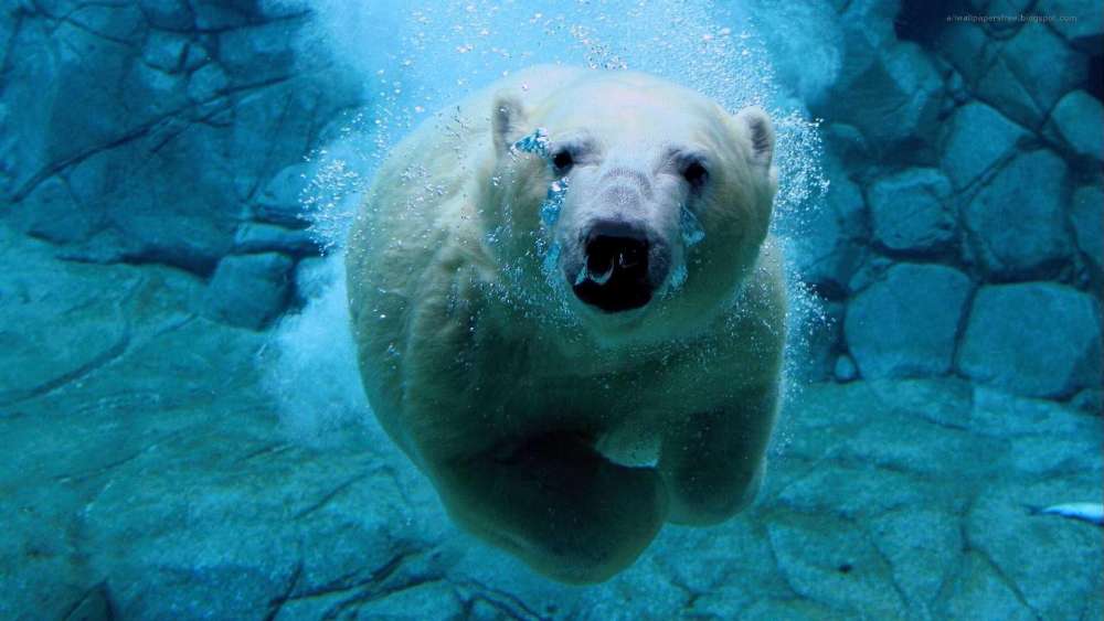 A Majestic Polar Bear Underwater Adventure wallpaper