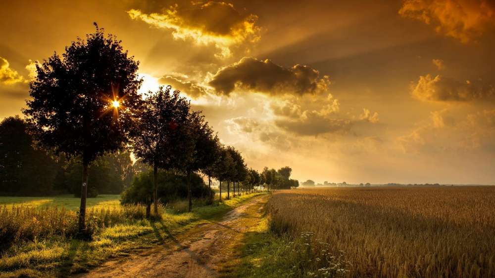 Golden Sunset Stroll Along a Country Path wallpaper